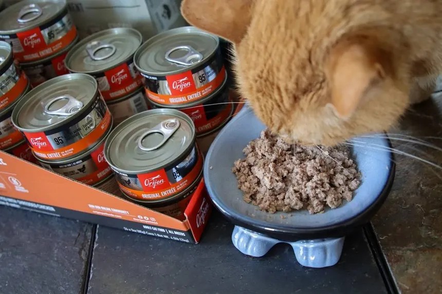 Cat Food